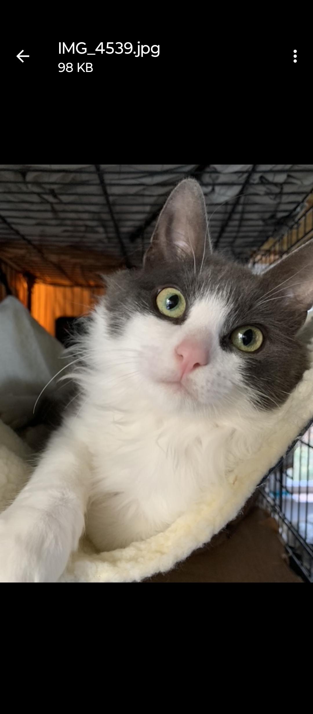 Enlarge Bambull, a Adoptable Domestic Long Hair in Nazareth, PA image 2/2