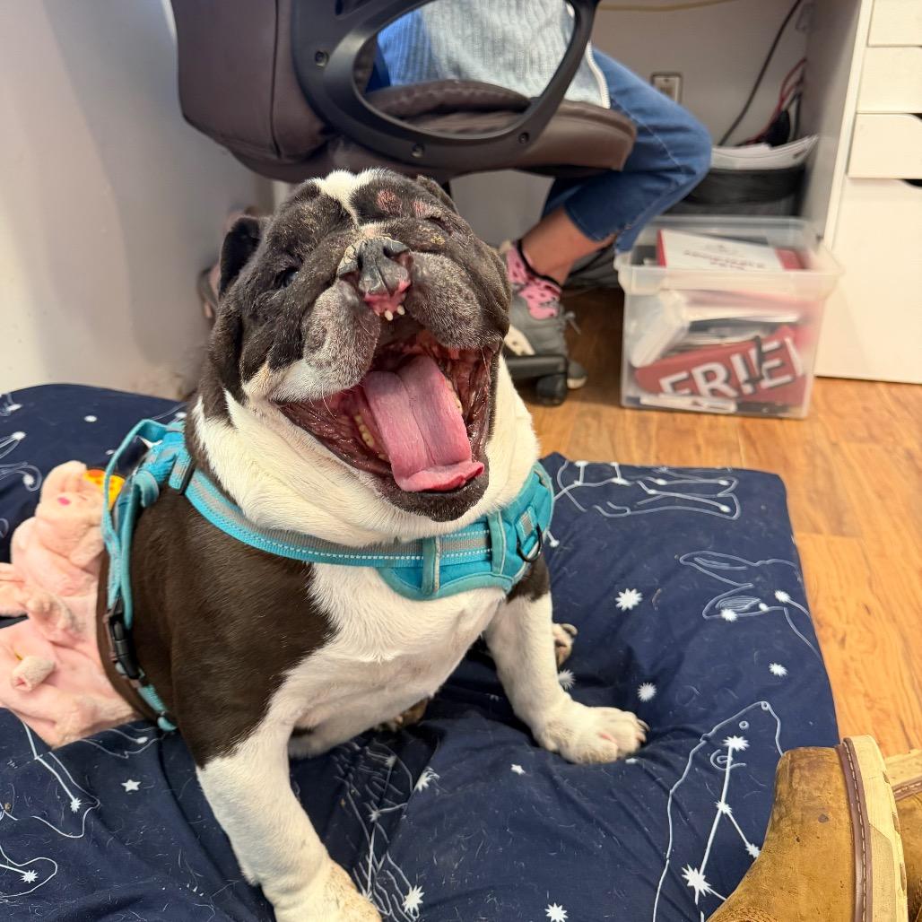 Enlarge Philip, a ADOPTABLE English Bulldog in Grass Valley, CA image 2/5