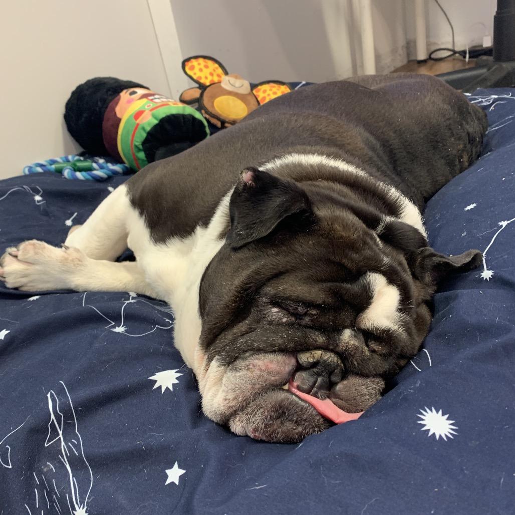 Enlarge Philip, a ADOPTABLE English Bulldog in Grass Valley, CA image 5/5
