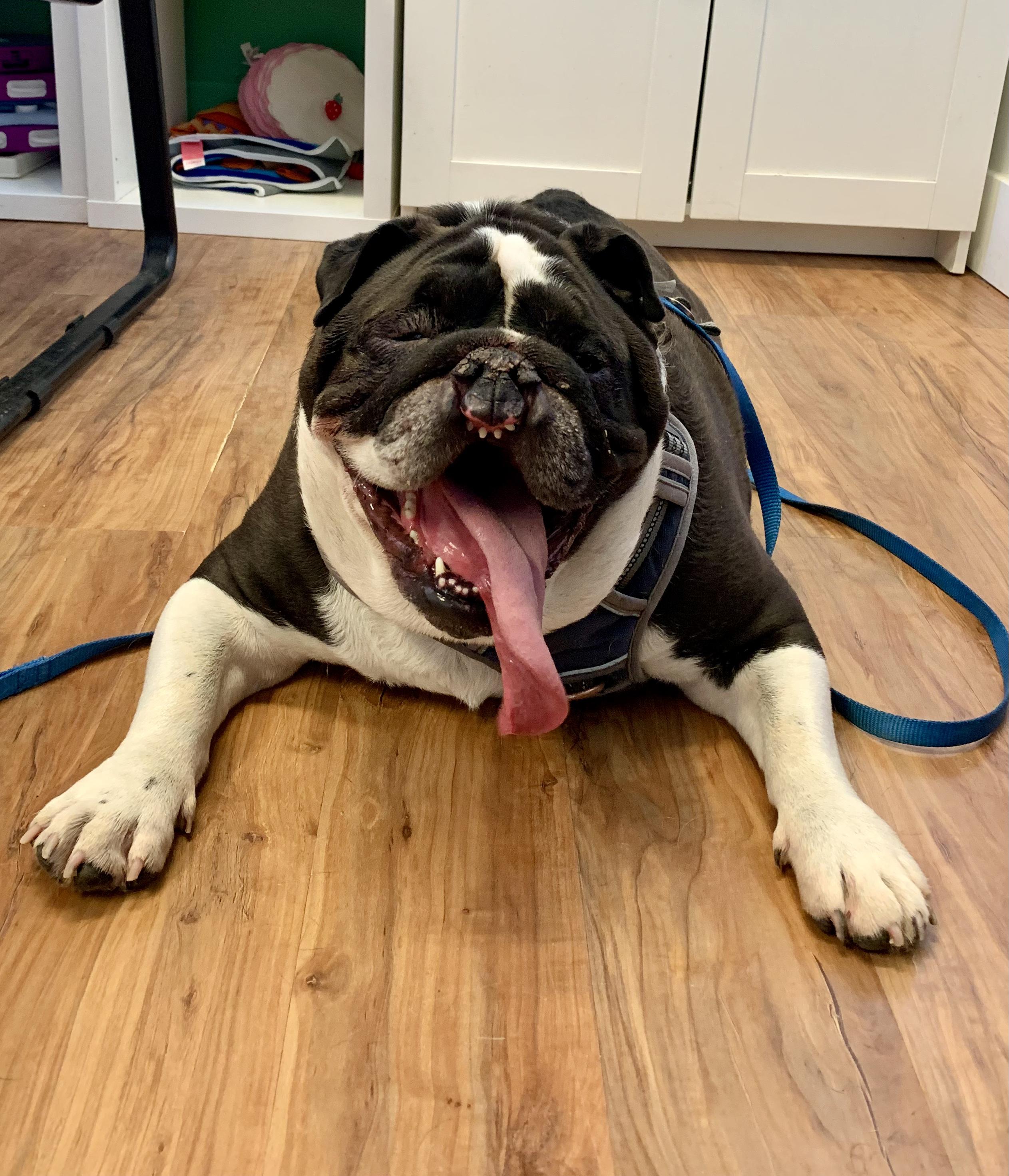 Enlarge Philip, a ADOPTABLE English Bulldog in Grass Valley, CA image 1/5