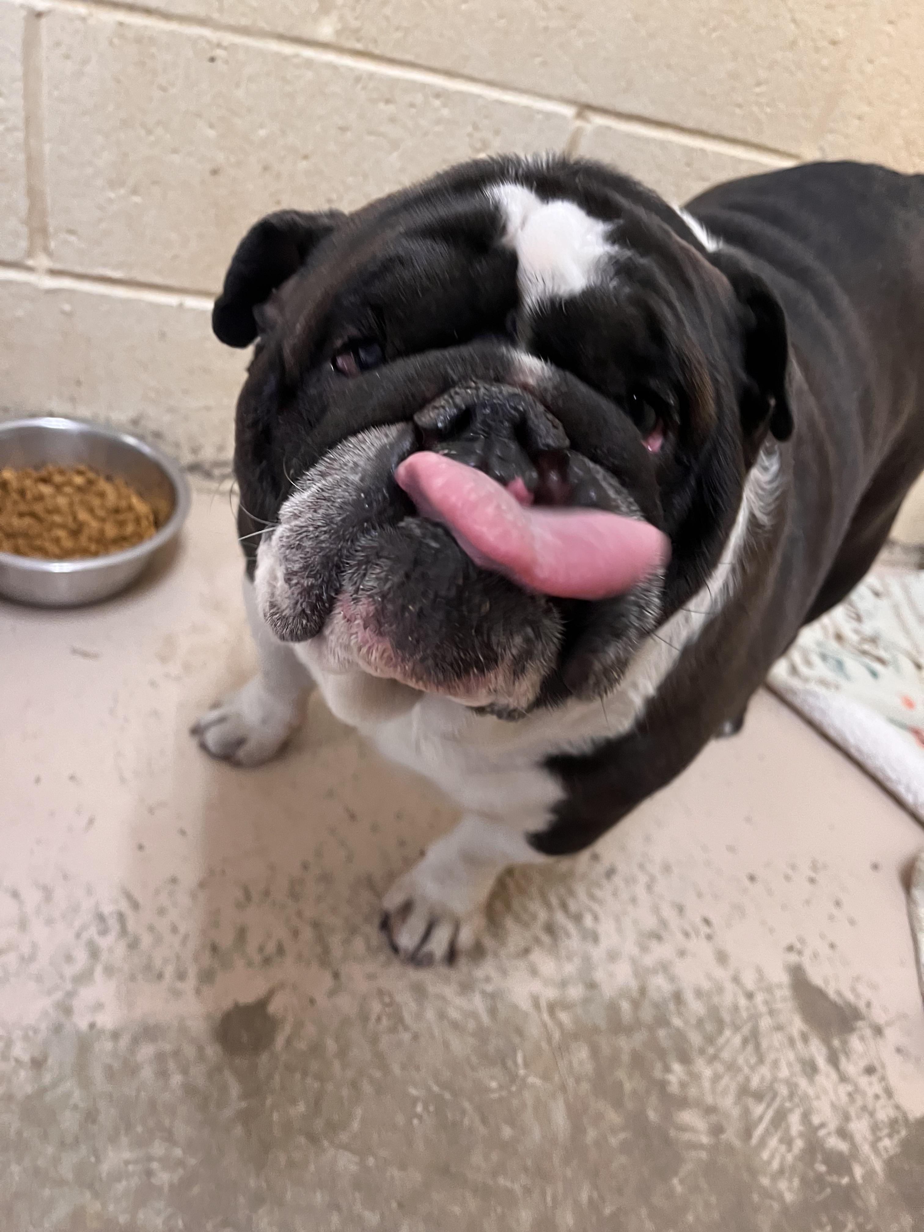 Enlarge Philip, a ADOPTABLE English Bulldog in Grass Valley, CA image 3/5