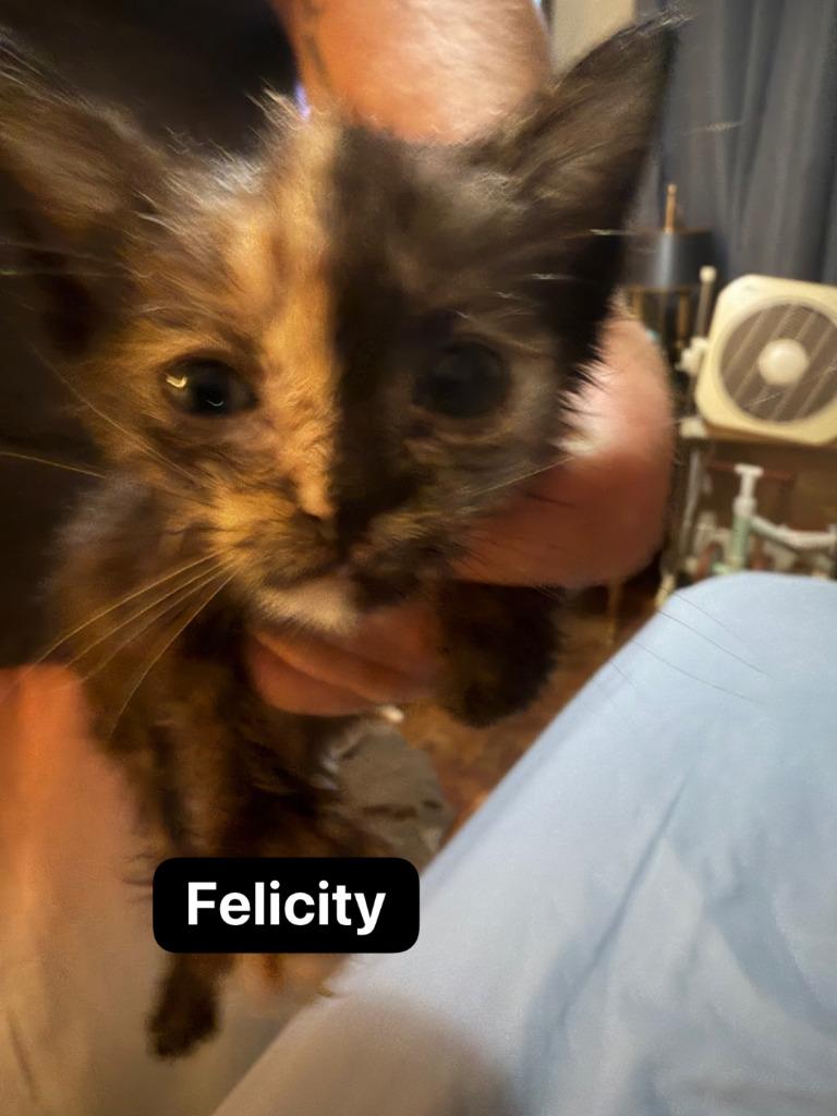 Felicity, Adoptable, Kitten Female Domestic Short Hair.
