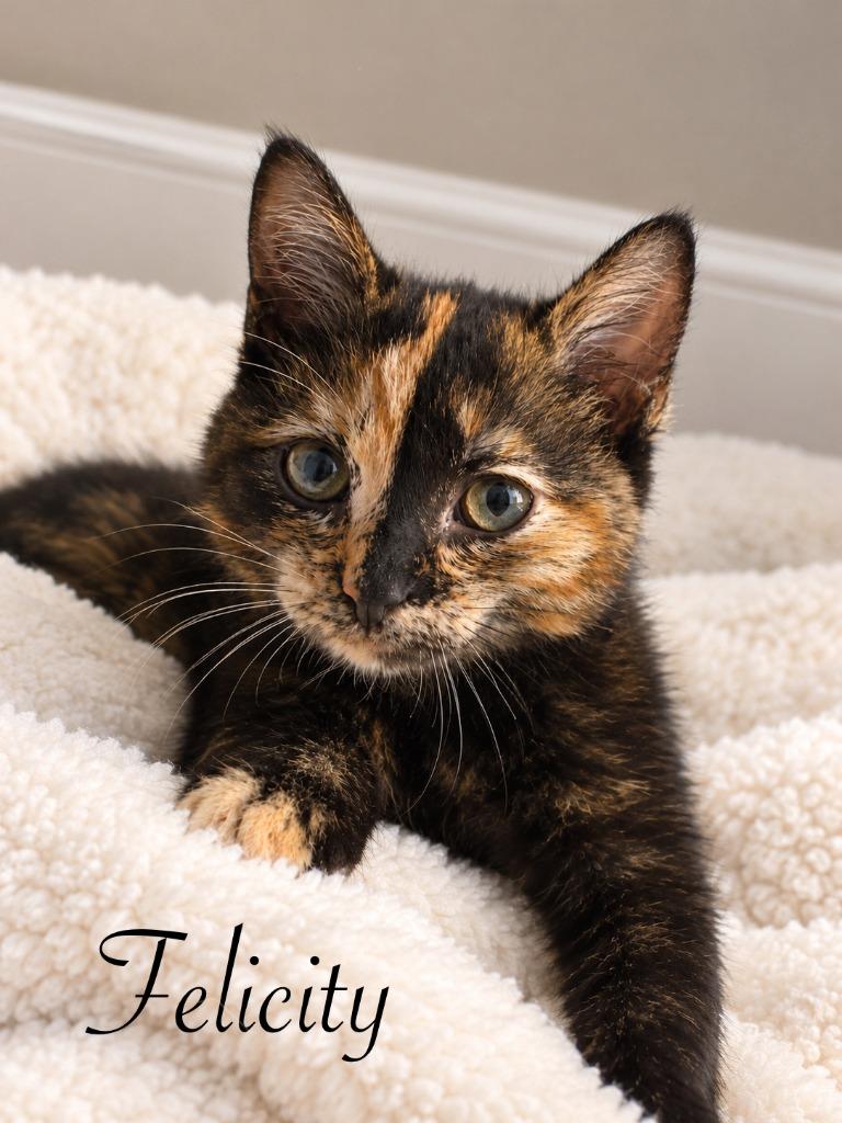 Enlarge Felicity, a Adoptable mixed breed in Johnson City, TN image 2/6