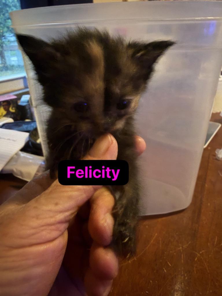 Enlarge Felicity, a Adoptable mixed breed in Johnson City, TN image 4/6