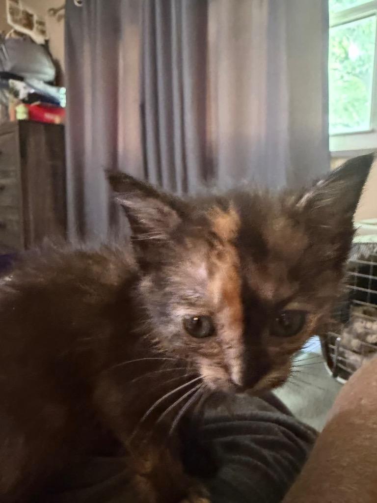 Enlarge Felicity, a Adoptable mixed breed in Johnson City, TN image 5/6