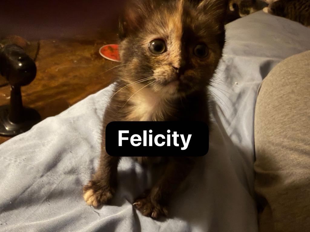 Enlarge Felicity, a Adoptable mixed breed in Johnson City, TN image 6/6