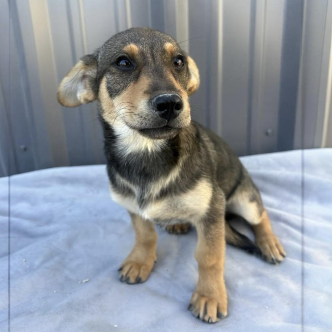 Scout, adopted, Puppy Male Mixed Breed.