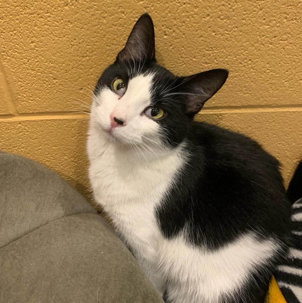 Smidgen, Adoptable, Adult Female Domestic Short Hair.