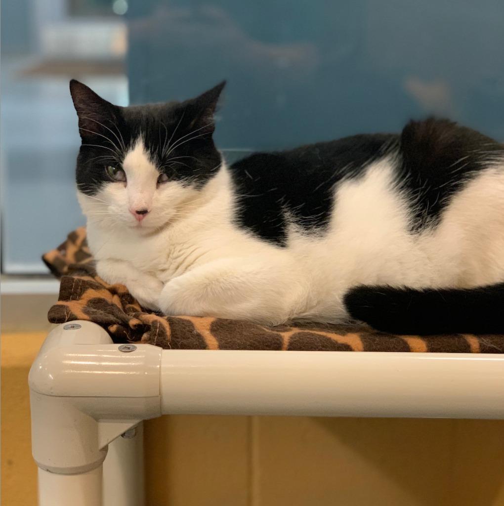 Enlarge Smidgen, a Adoptable mixed breed in South Bend, IN image 2/6