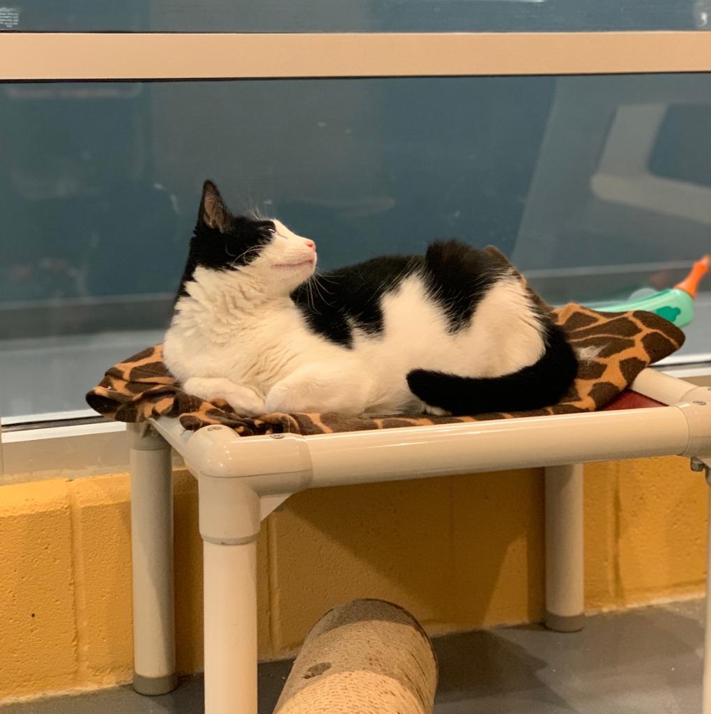 Enlarge Smidgen, a Adoptable mixed breed in South Bend, IN image 3/6