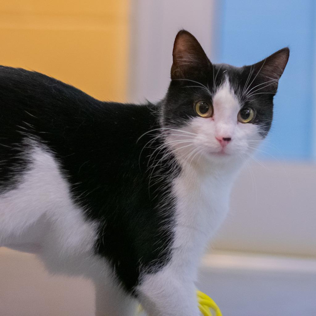 Enlarge Smidgen, a Adoptable mixed breed in South Bend, IN image 4/6