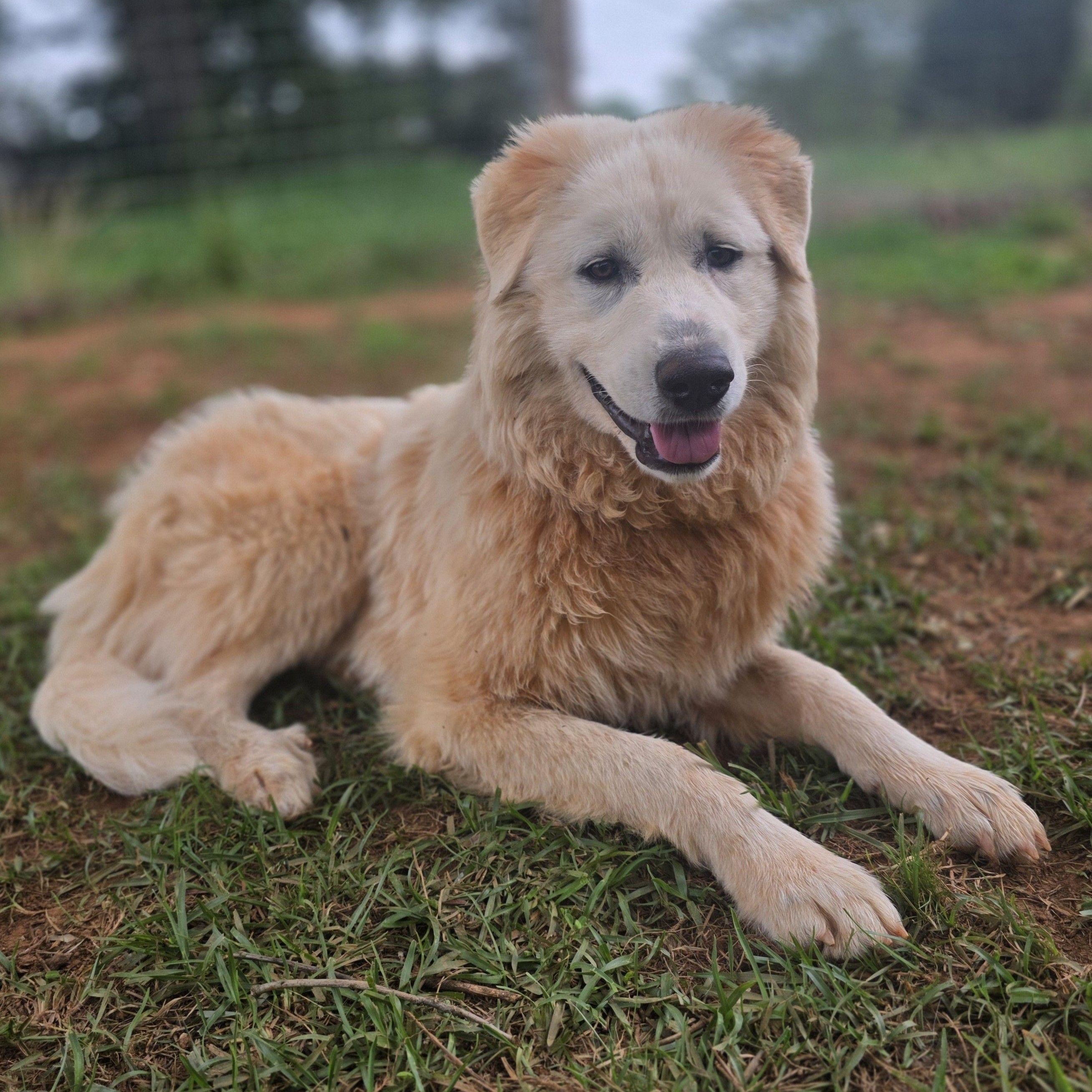Enlarge Merida, a ADOPTABLE Great Pyrenees in Atlanta, GA image 3/6