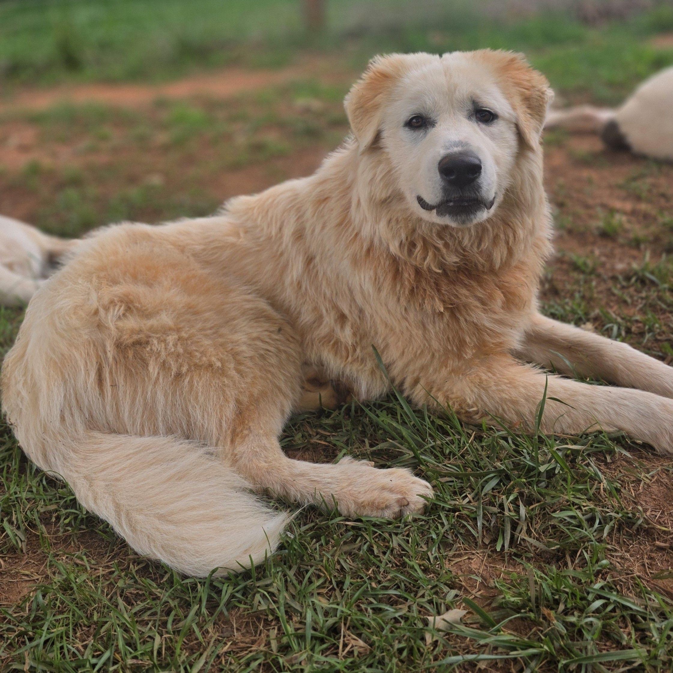 Merida, ADOPTABLE, Young Female Great Pyrenees.