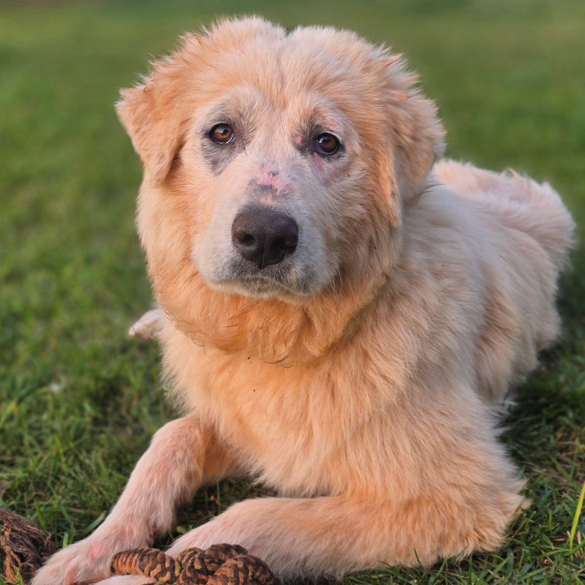 Enlarge Merida, a ADOPTABLE Great Pyrenees in Atlanta, GA image 6/6