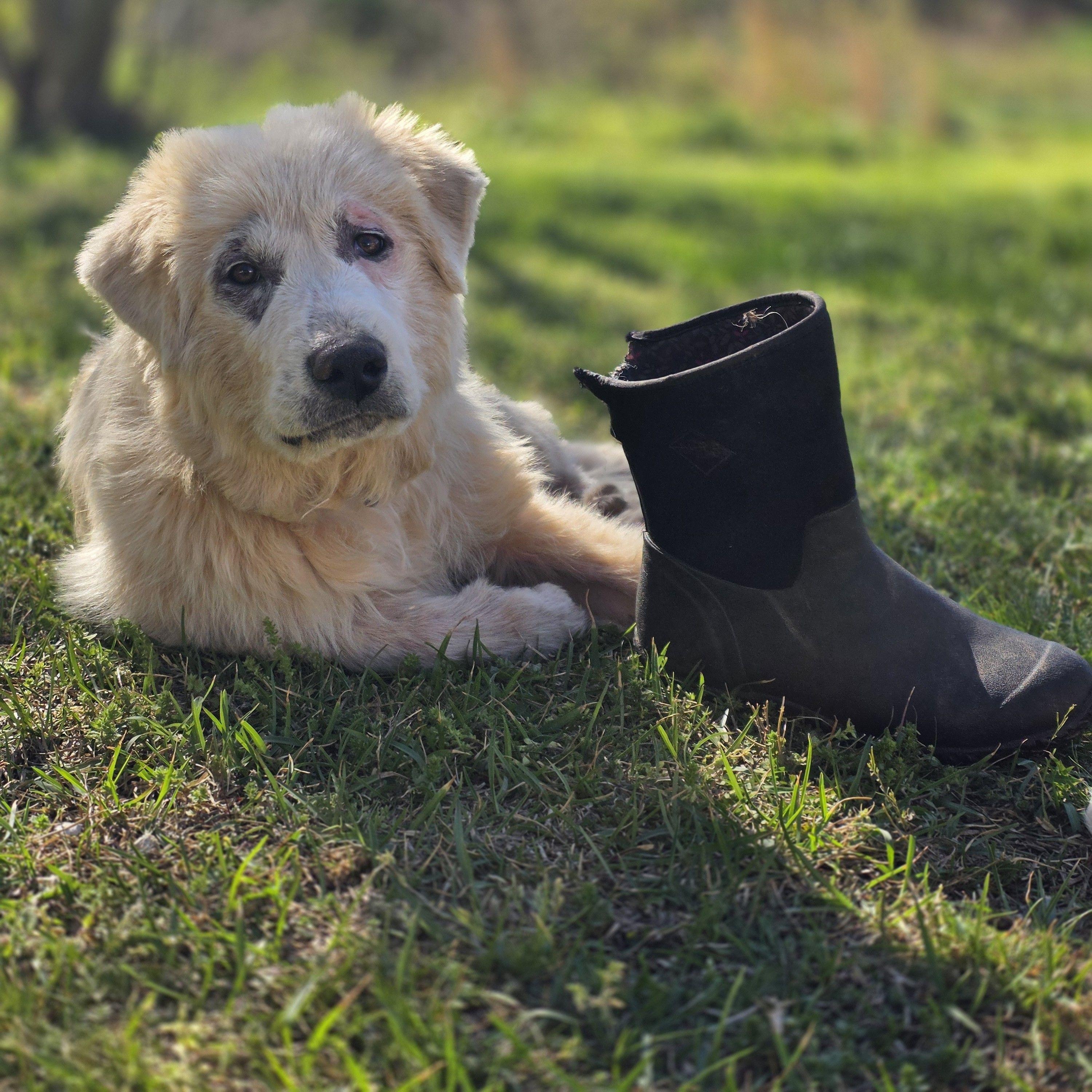 Enlarge Merida, a ADOPTABLE Great Pyrenees in Atlanta, GA image 5/6