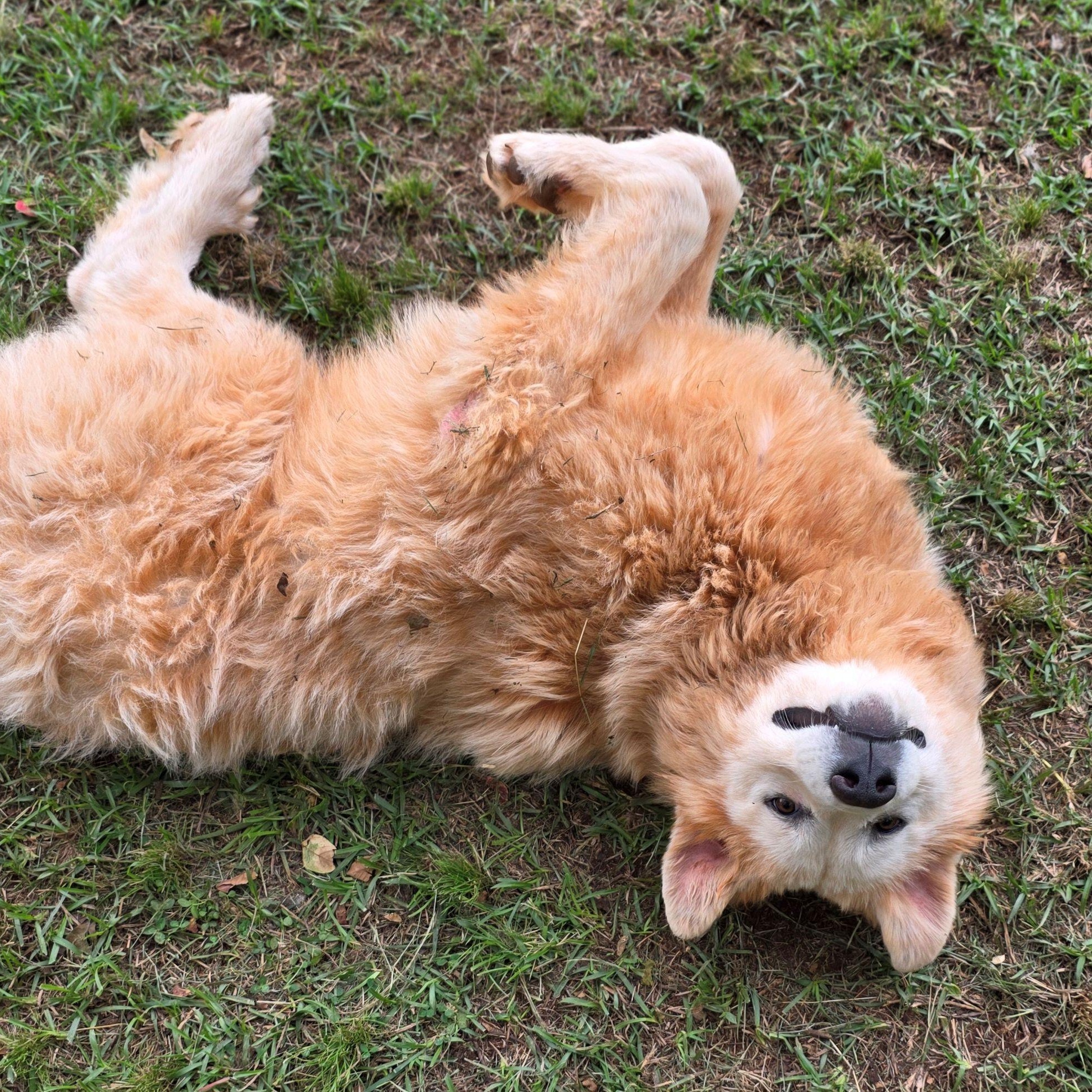 Enlarge Merida, a ADOPTABLE Great Pyrenees in Atlanta, GA image 2/6