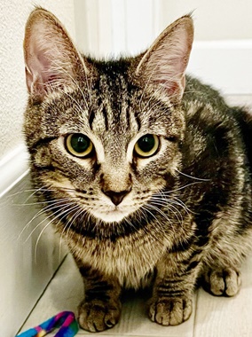 Harry S, Adoptable, Young Male Domestic Short Hair.