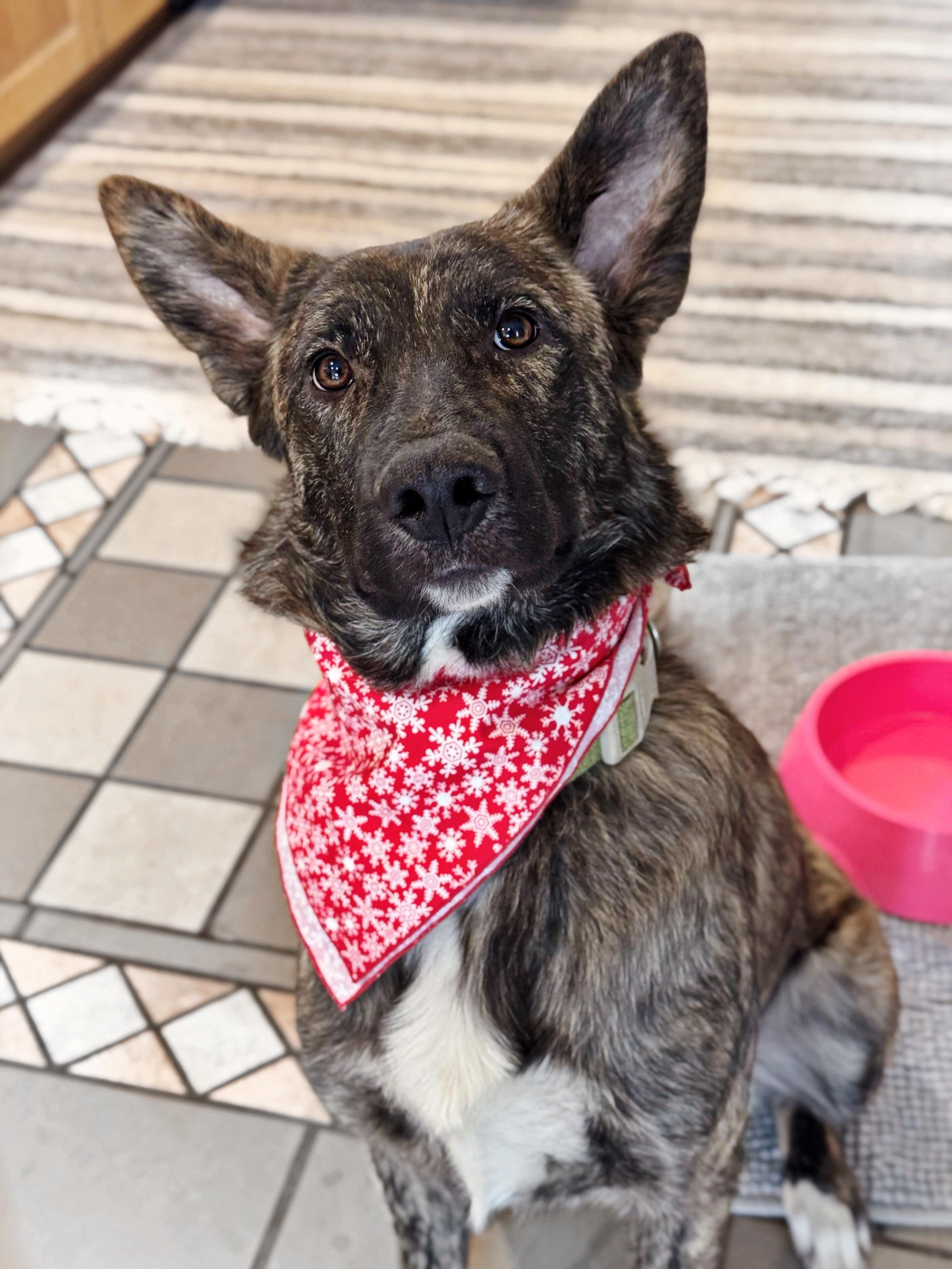 Dream, a Adopted mixed breed in salt lake city, UT image 6/6