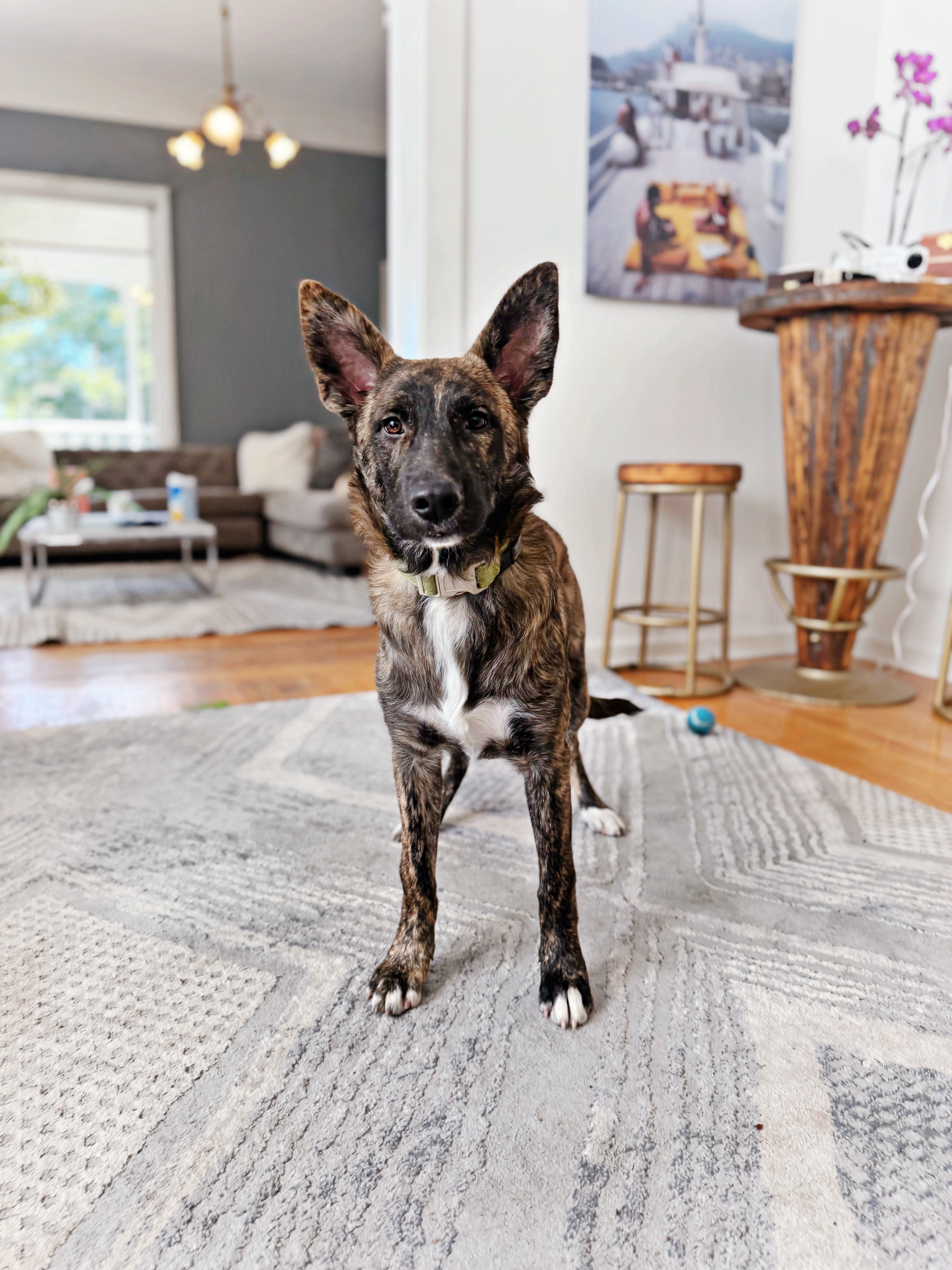 Dream, a Adopted mixed breed in salt lake city, UT image 5/6