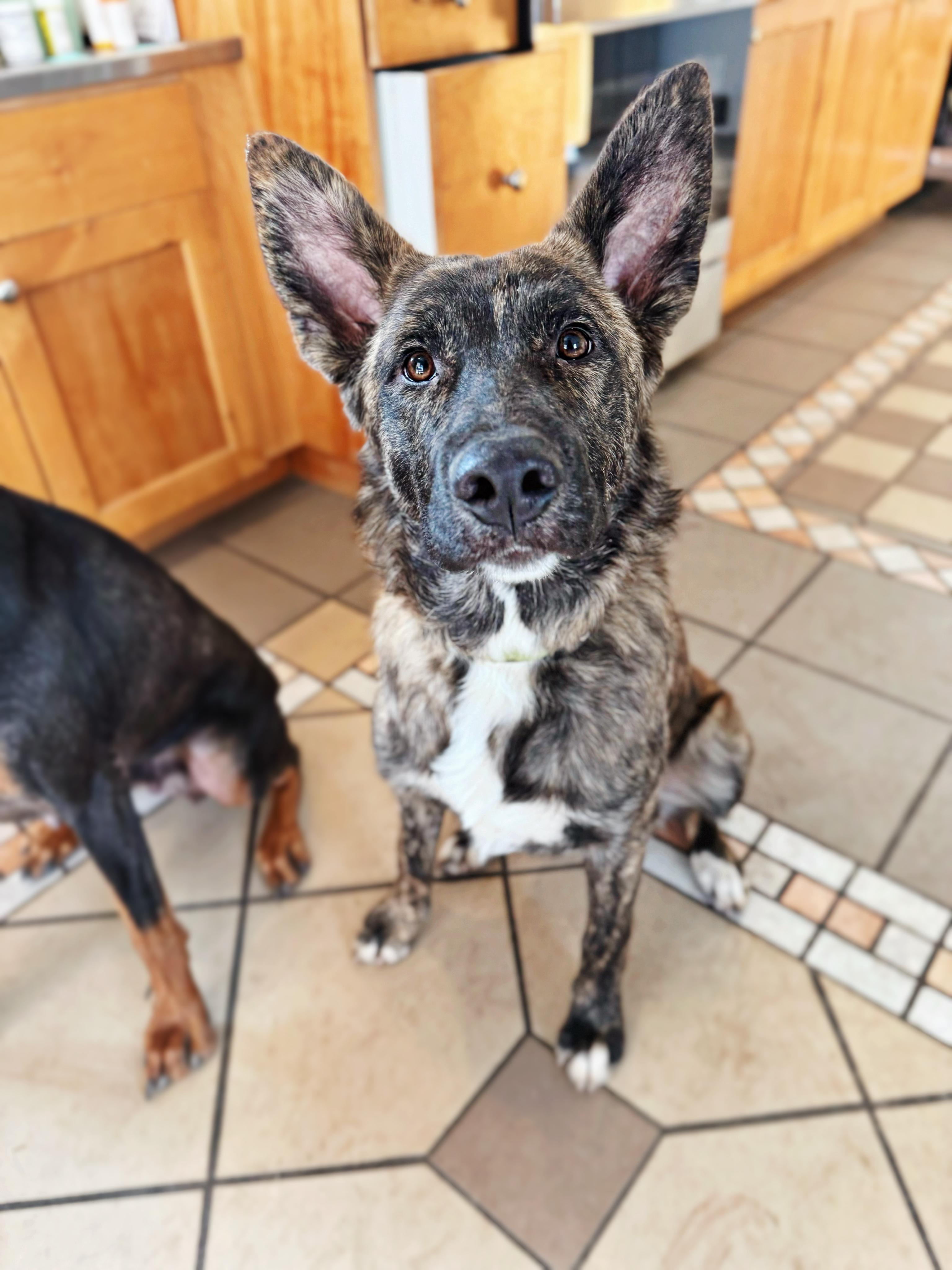 Dream, a Adopted mixed breed in salt lake city, UT image 3/6