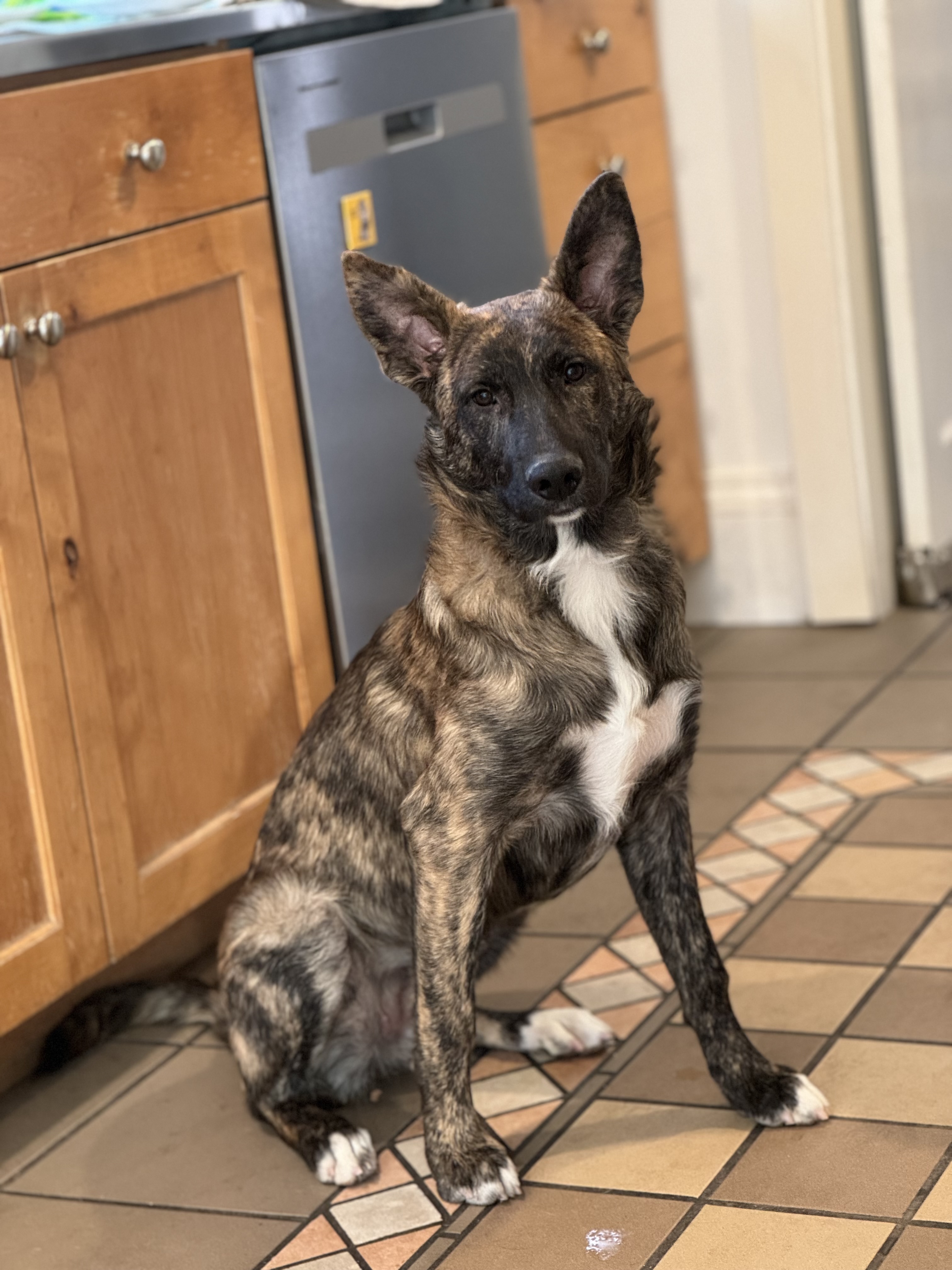 Dream, a Adopted mixed breed in salt lake city, UT image 4/6