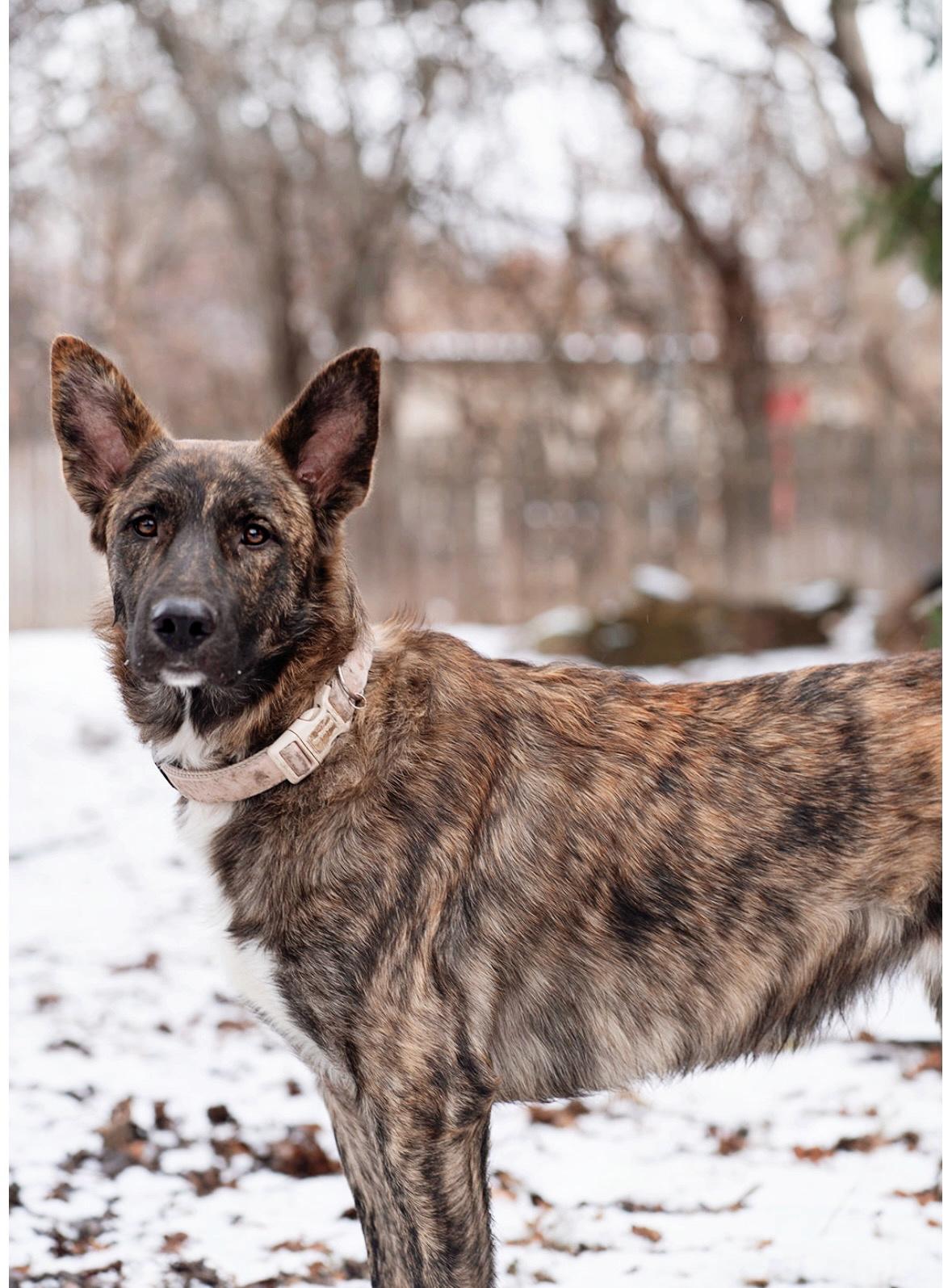 Dream, a Adopted mixed breed in salt lake city, UT image 2/6