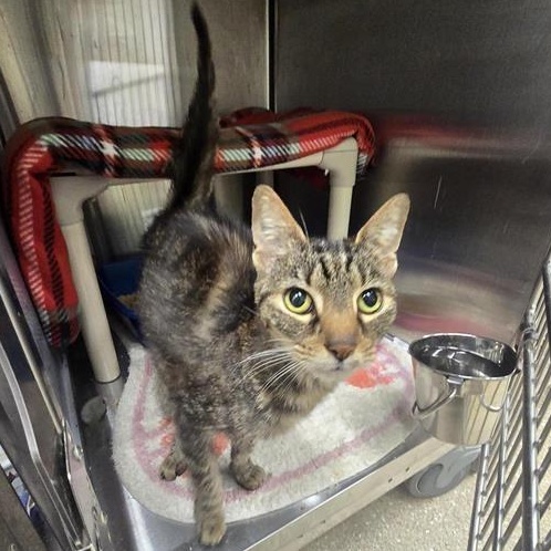 Cassandra, a Adoptable Domestic Short Hair in Prince Frederick, MD image 2/4