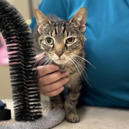 Cassandra, a Adoptable Domestic Short Hair in Prince Frederick, MD image 3/4