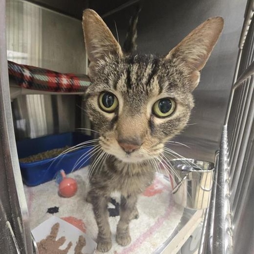 Cassandra, a Adoptable Domestic Short Hair in Prince Frederick, MD image 4/4