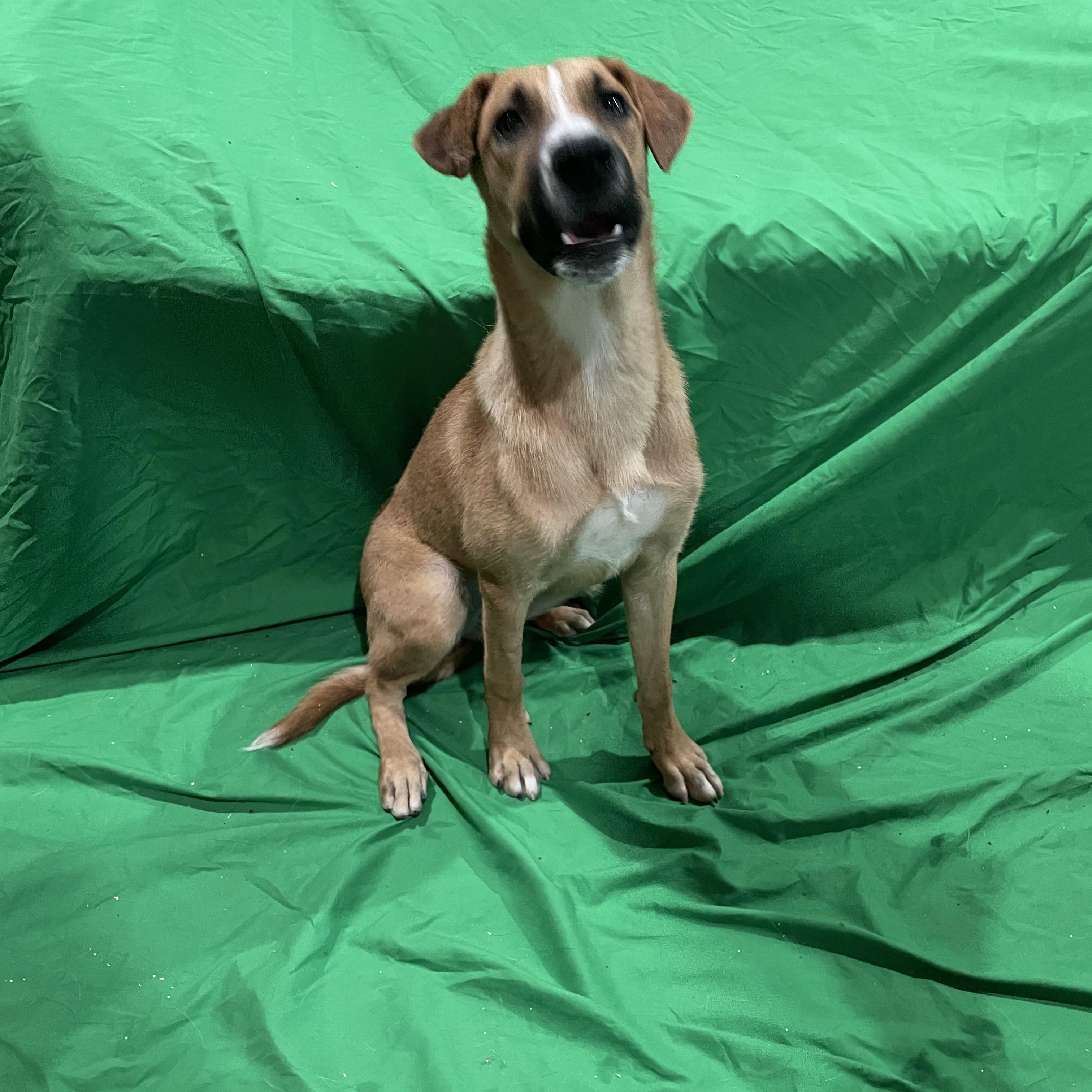 Misty, a Adoptable mixed breed in Phoenix, AZ image 1/4