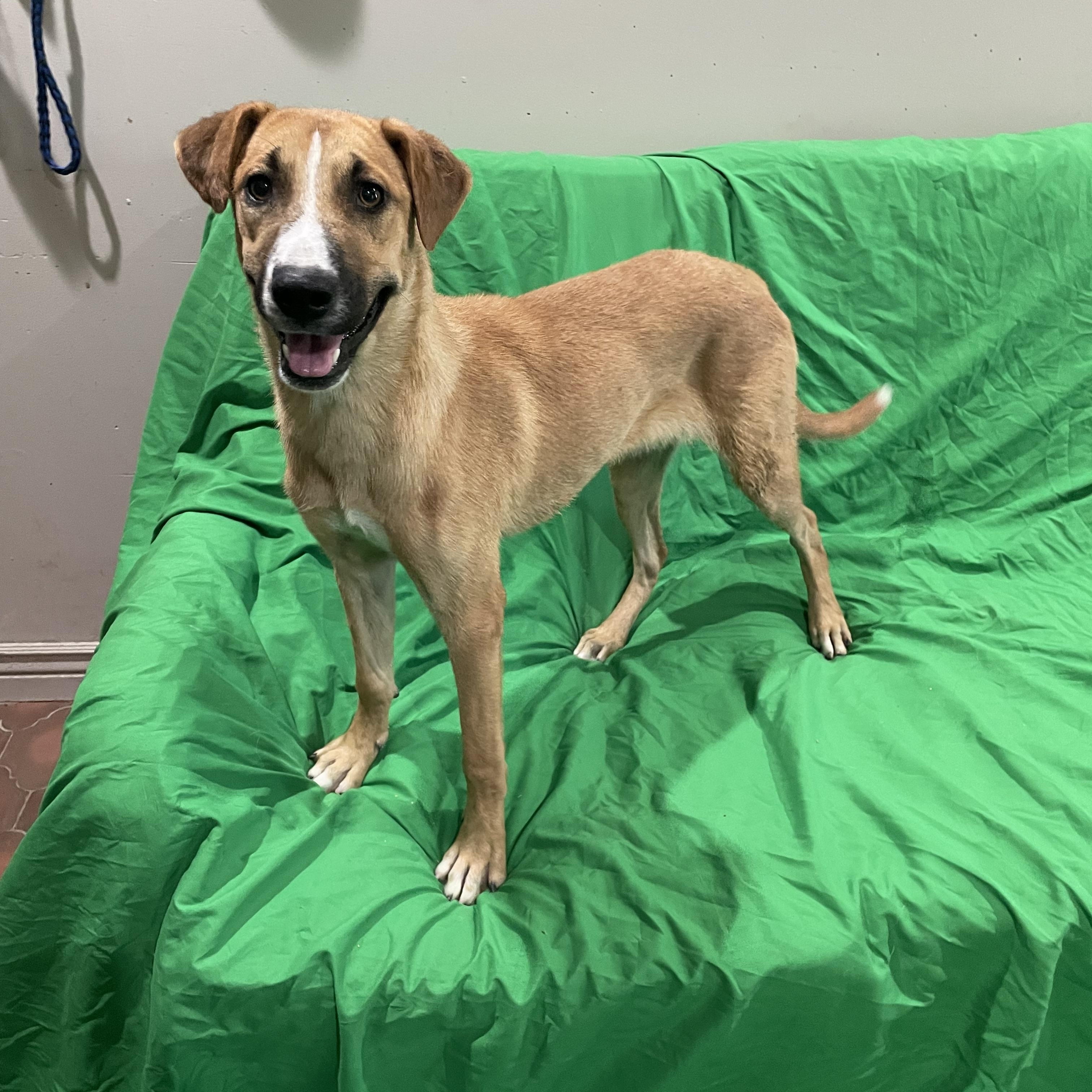 Misty, a Adoptable mixed breed in Phoenix, AZ image 2/4