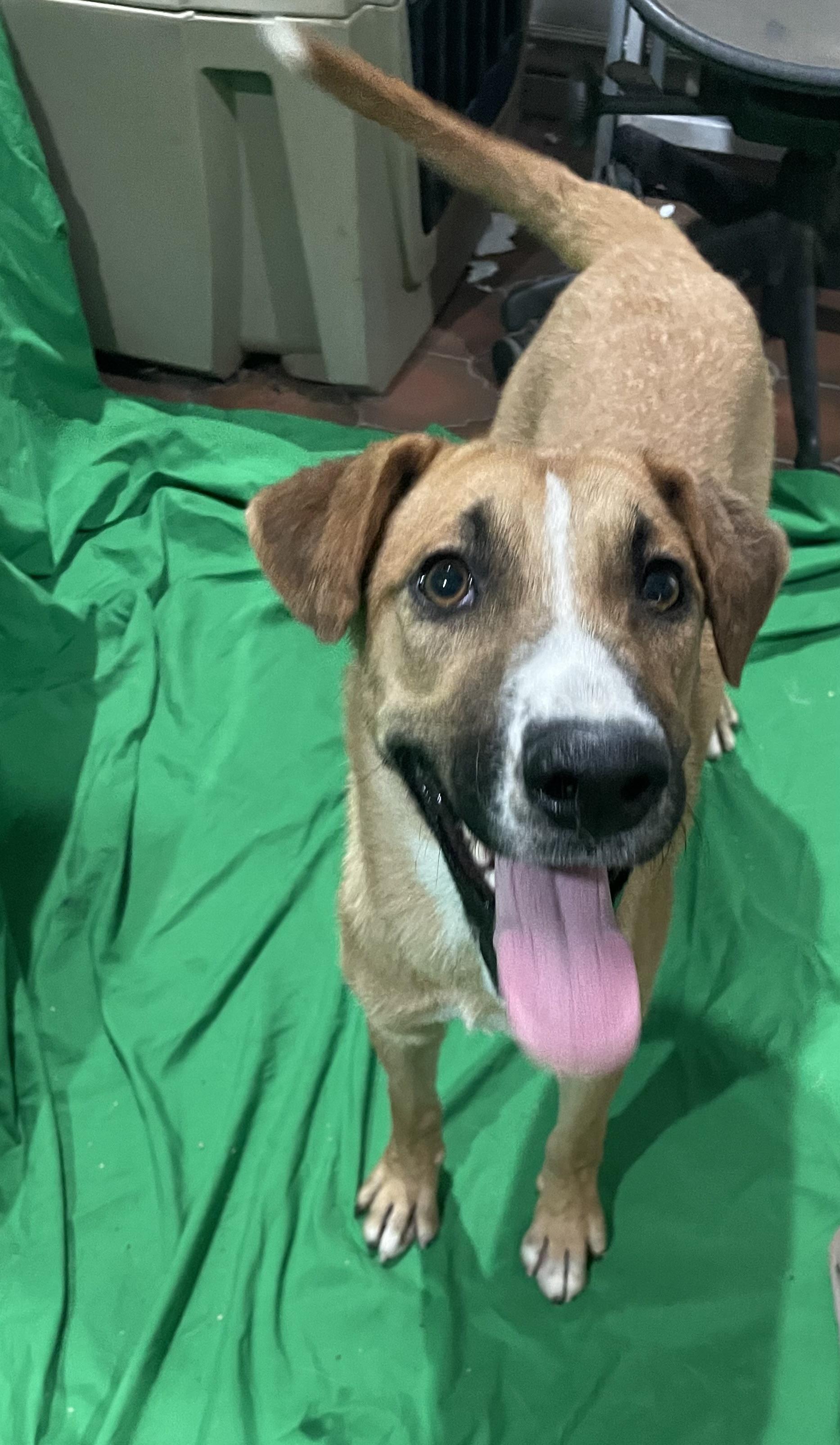 Misty, a Adoptable mixed breed in Phoenix, AZ image 3/4