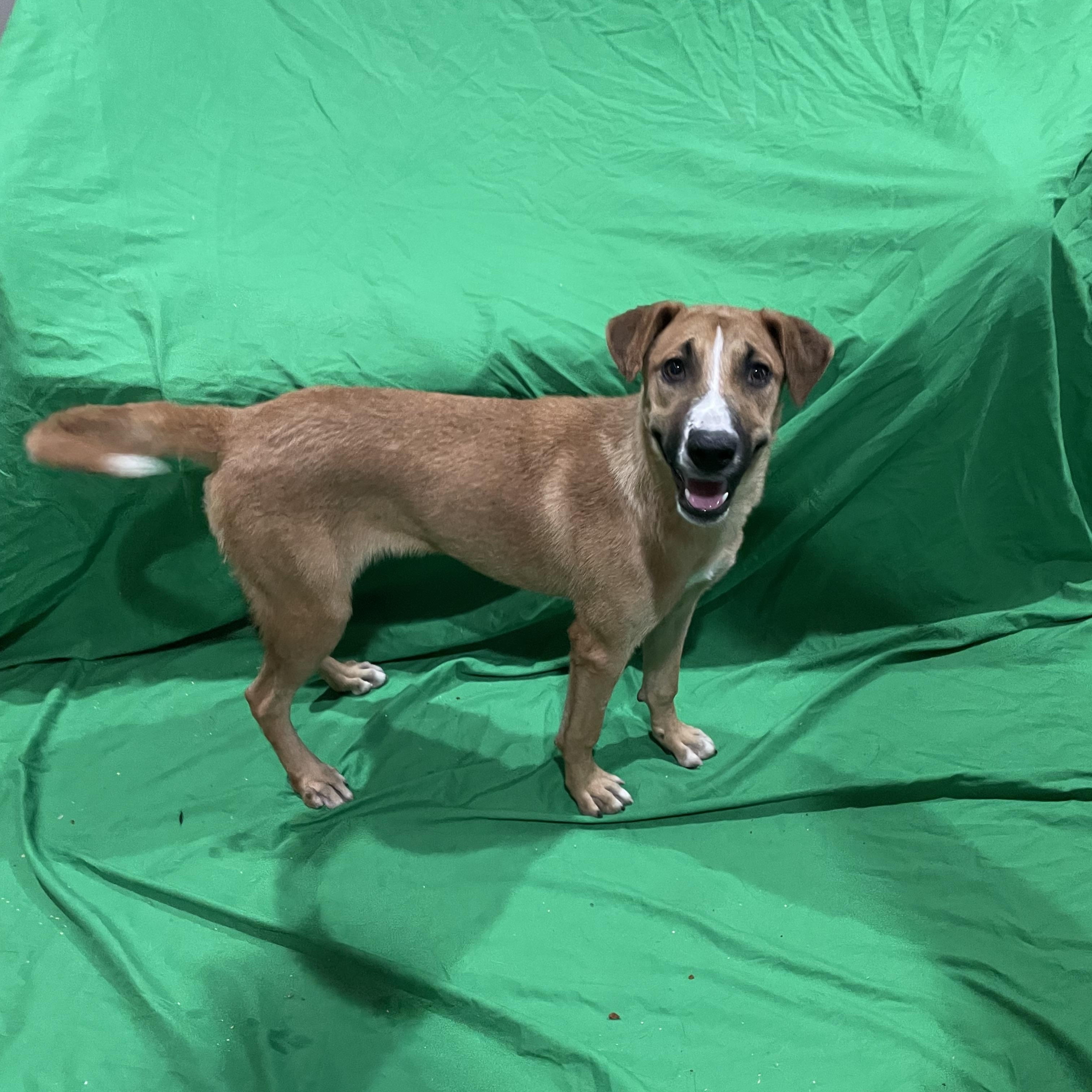 Misty, a Adoptable mixed breed in Phoenix, AZ image 4/4