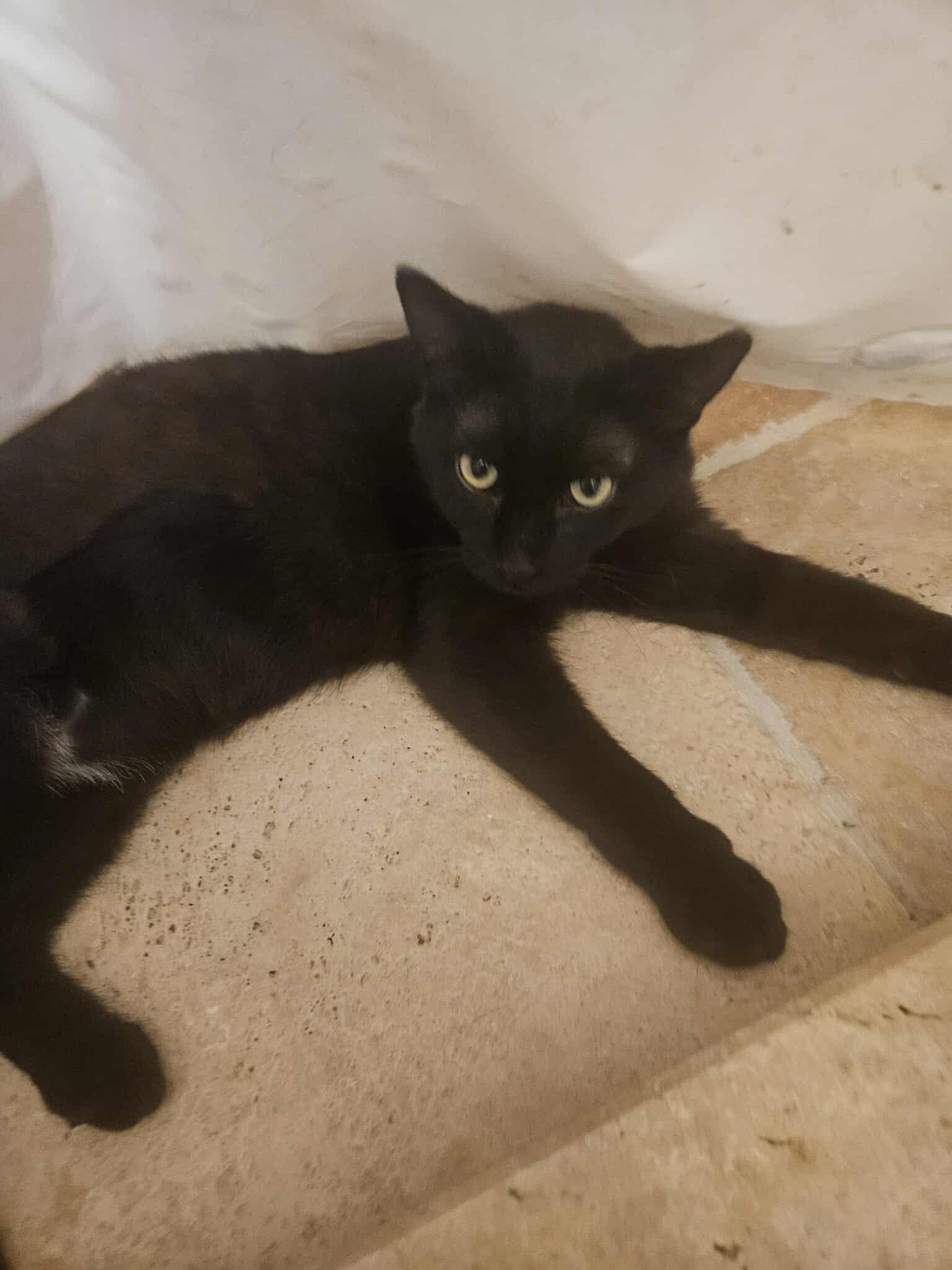 Gizmo