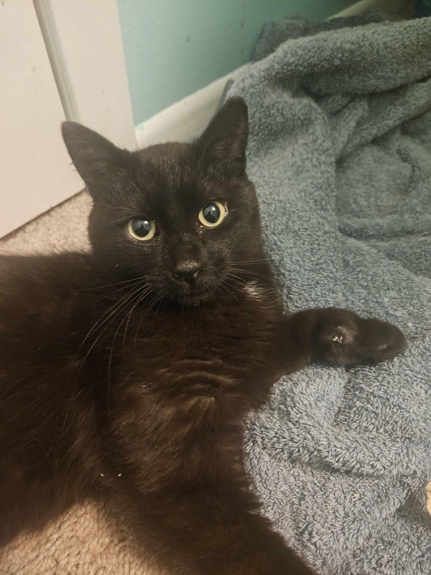 Gizmo