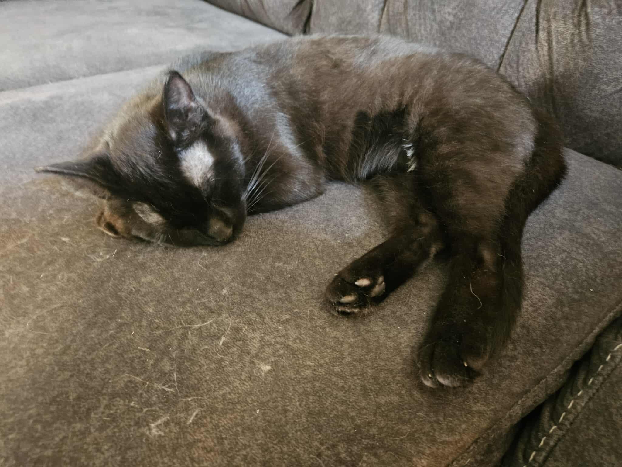 Gizmo