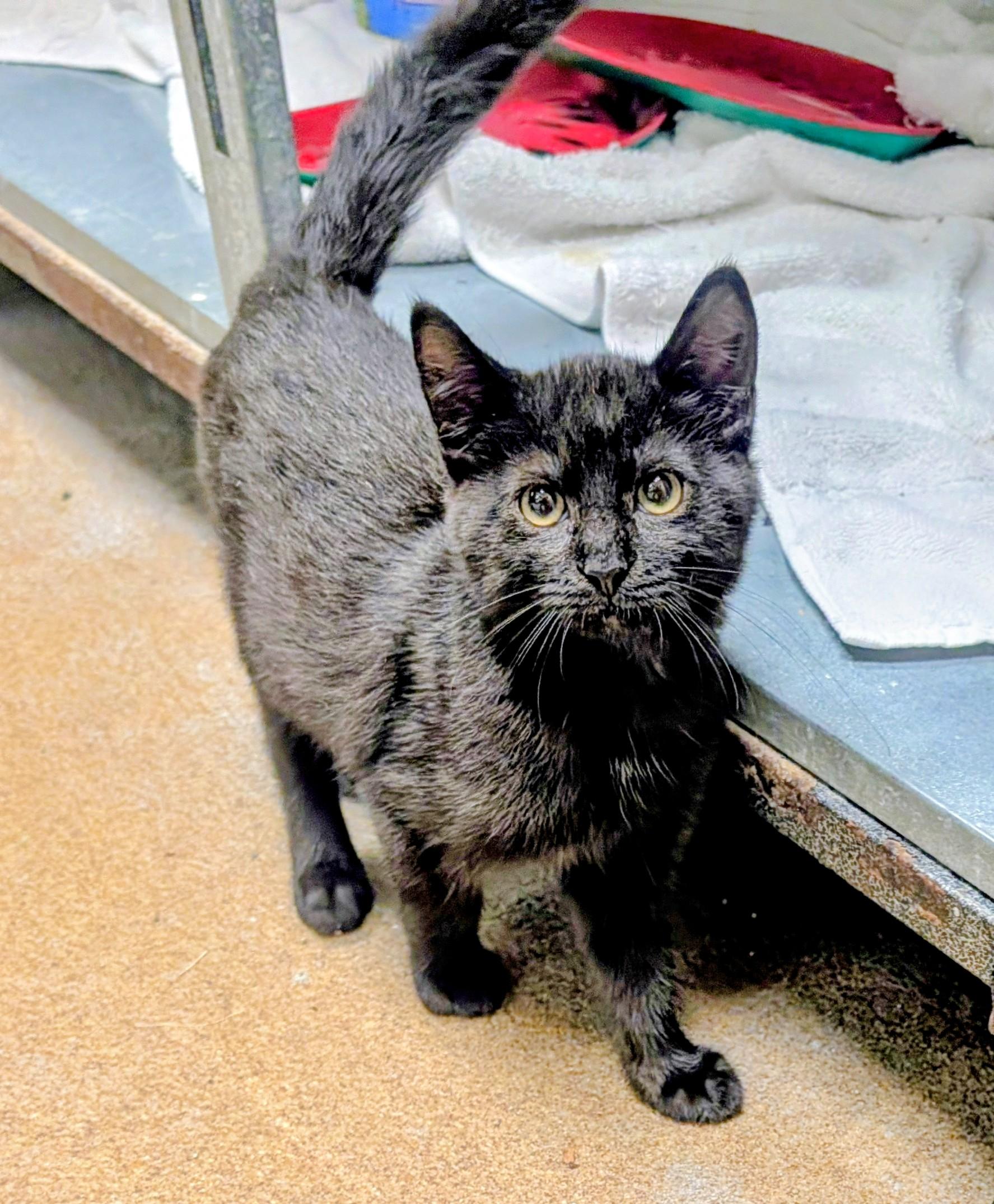 Caterpie, Adopted, Young Female Domestic Short Hair.