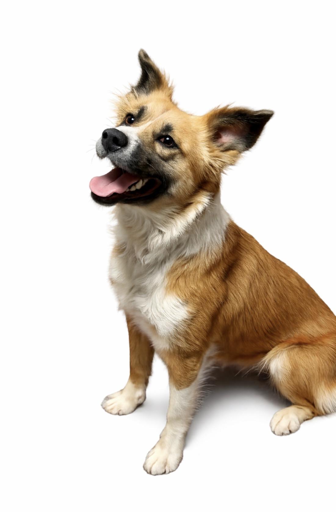 Chu Chu , Adoptable, Young Female Australian Shepherd & Mixed Breed.