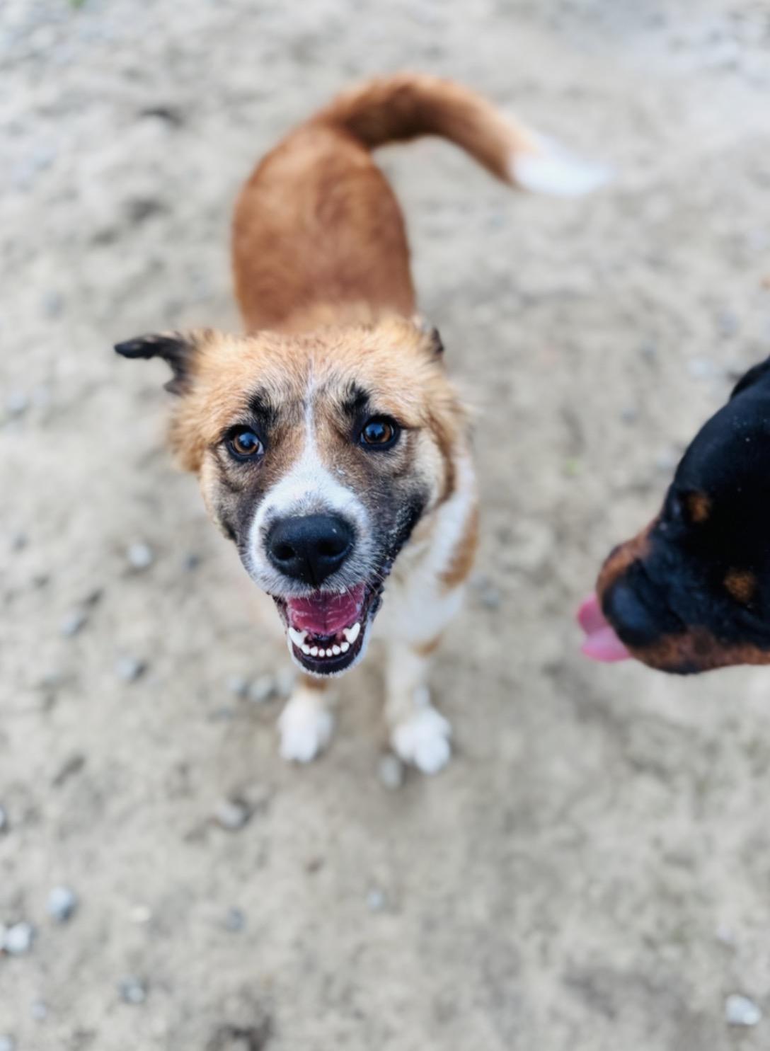 Enlarge Chu Chu , a Adoptable mixed breed in SYLVANIA, GA image 3/6