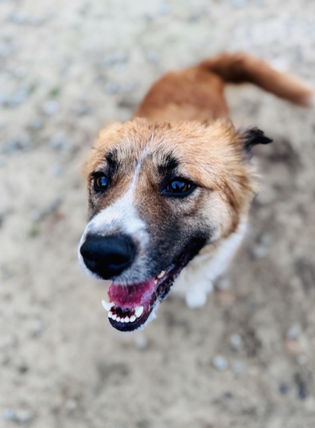 Enlarge Chu Chu , a Adoptable mixed breed in SYLVANIA, GA image 6/6