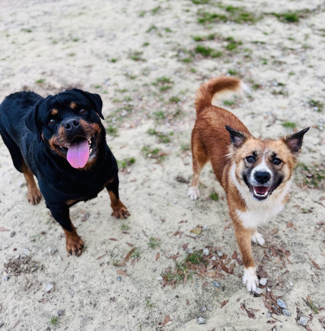 Enlarge Chu Chu , a Adoptable mixed breed in SYLVANIA, GA image 2/6