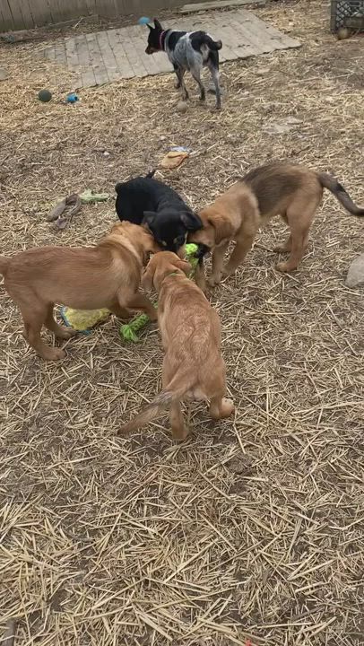 Enlarge Heath, a Adopted Australian Cattle Dog / Blue Heeler in Wilmington, DE video 3/5