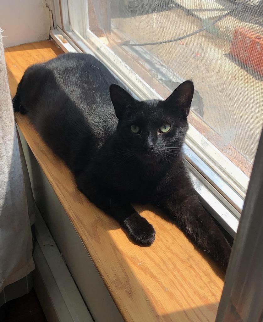 Mandy, Adoptable, Adult Female Domestic Short Hair.