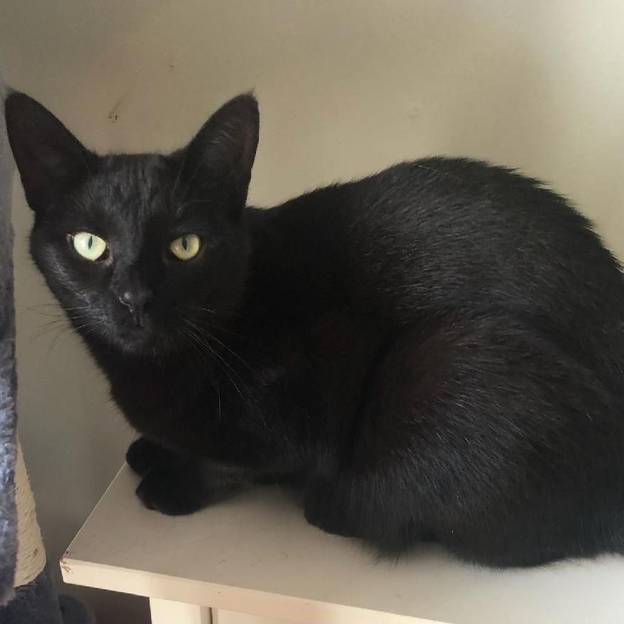 Enlarge Mandy, a Adoptable Domestic Short Hair in Philadelphia, PA image 2/2