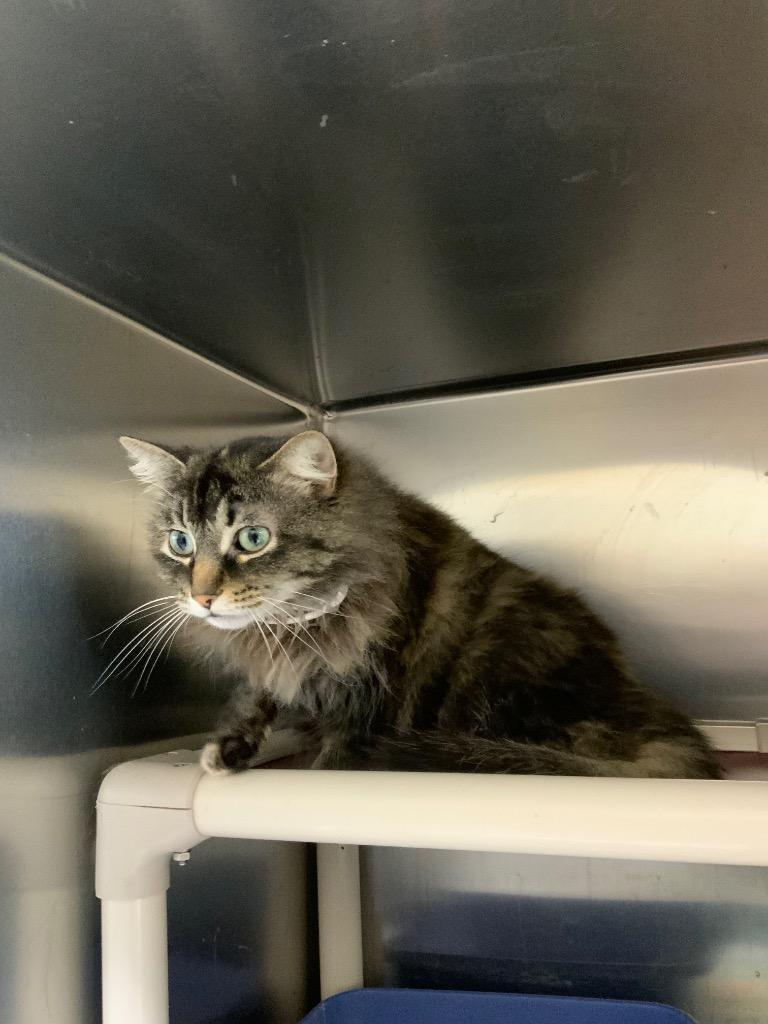 Enlarge Fiona, an adopted Domestic Long Hair in Black River Falls, WI image 1/1