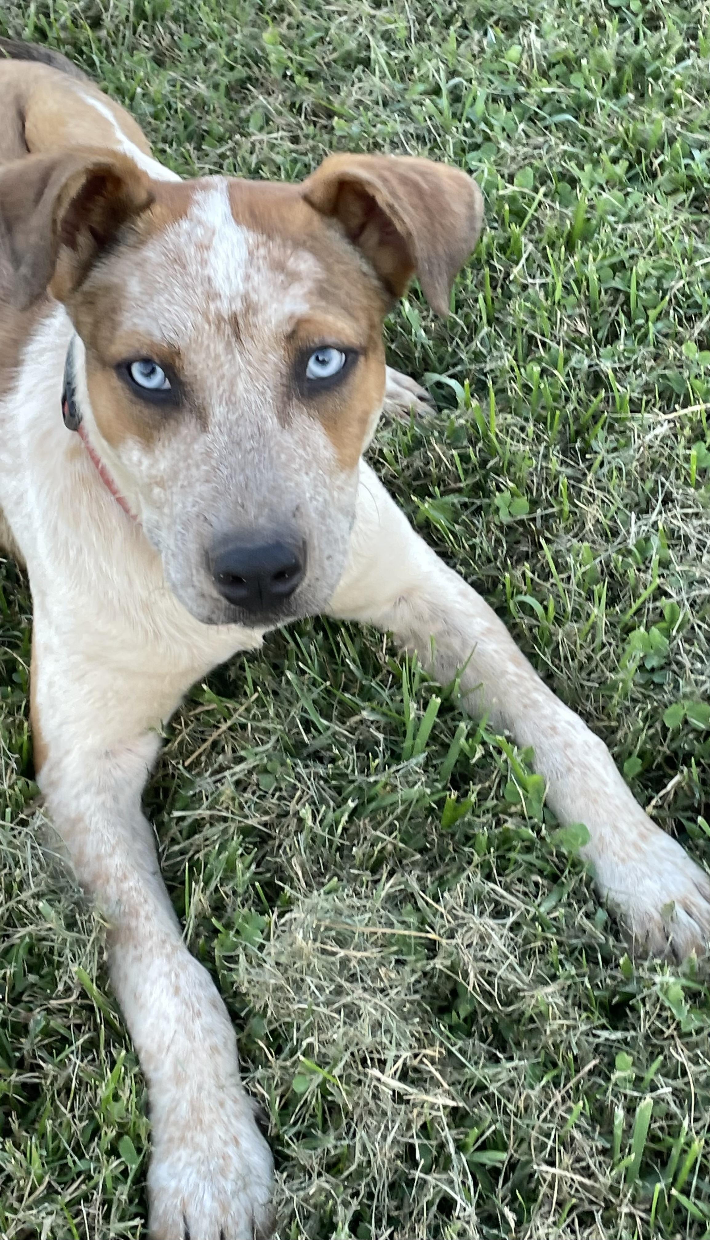 Enlarge Bonnie, a Adopted Australian Cattle Dog / Blue Heeler in Ellenboro, NC image 1/2