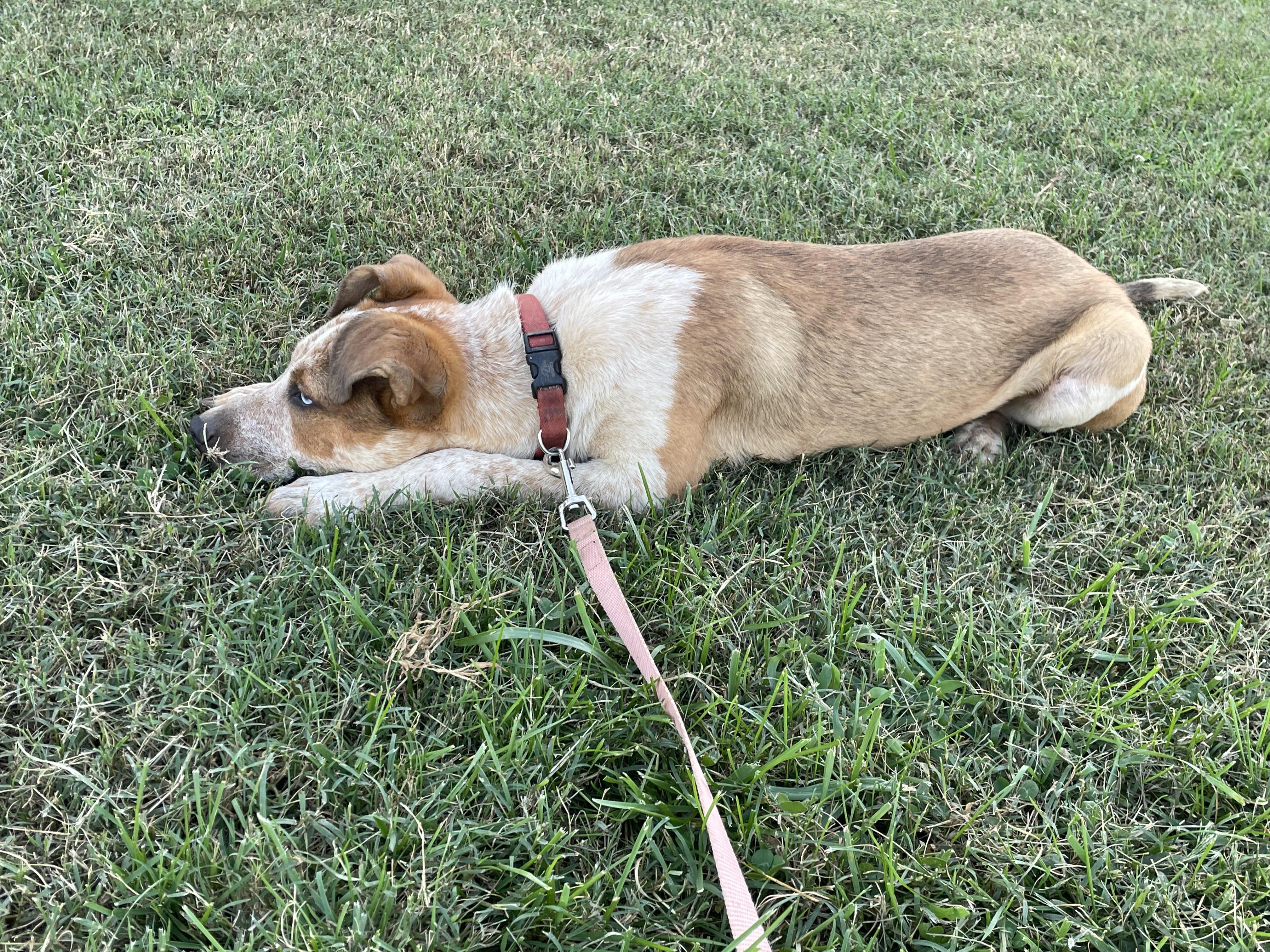 Enlarge Bonnie, a Adopted Australian Cattle Dog / Blue Heeler in Ellenboro, NC image 2/2