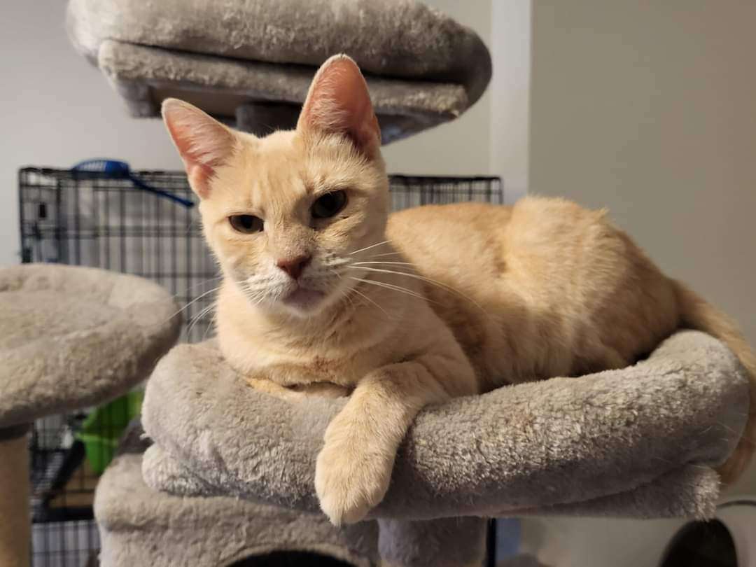 Enlarge Buffy, a Adoptable Domestic Short Hair in Sykesville, MD image 1/8