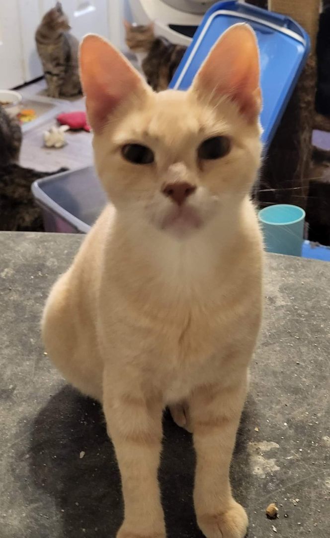 Enlarge Buffy, a Adoptable Domestic Short Hair in Sykesville, MD image 2/8