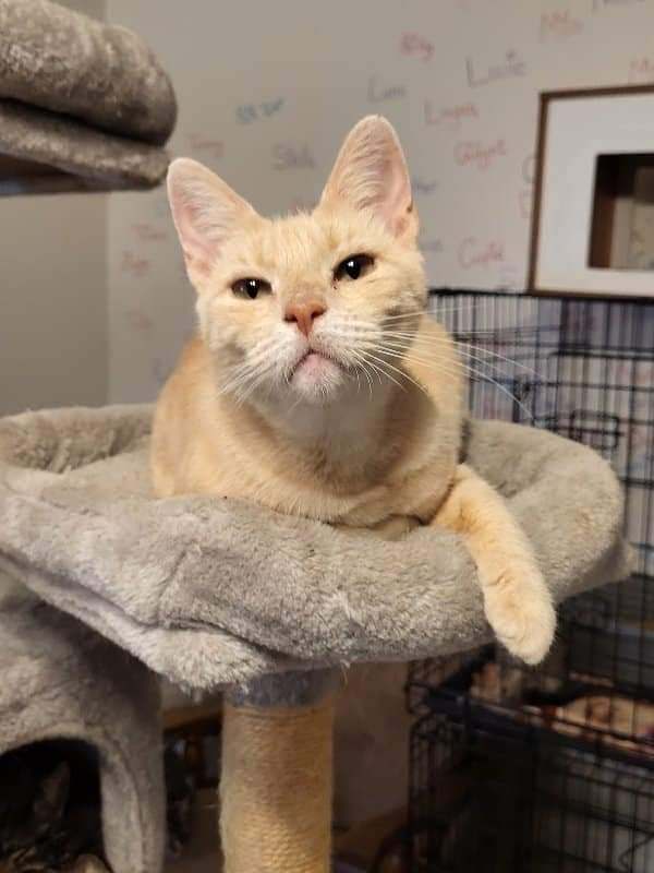 Enlarge Buffy, a Adoptable Domestic Short Hair in Sykesville, MD image 3/8